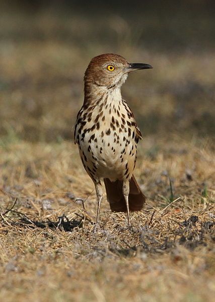 File:Brown Thrasher.jpg