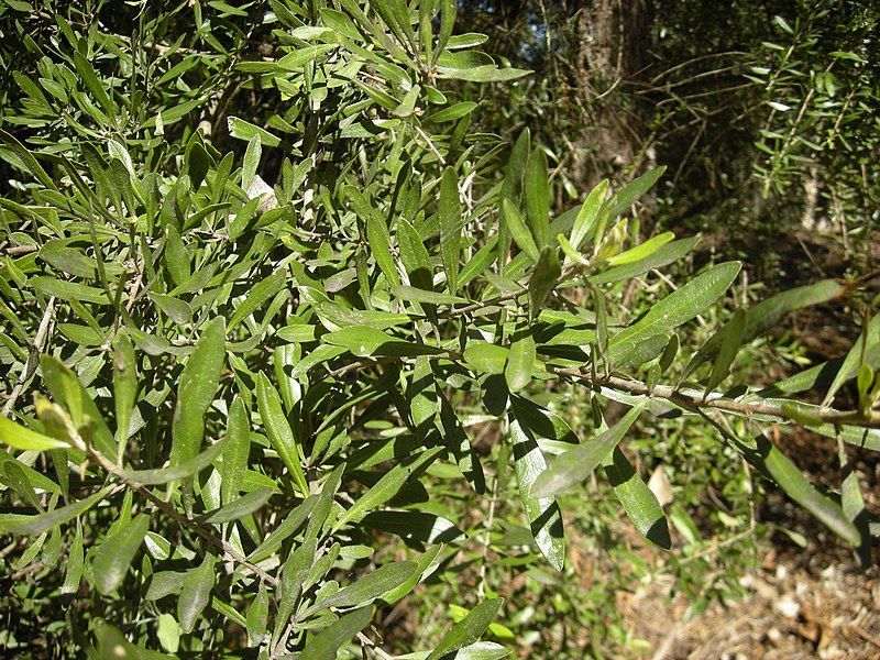 File:Bursaria spinosa foliage.jpg