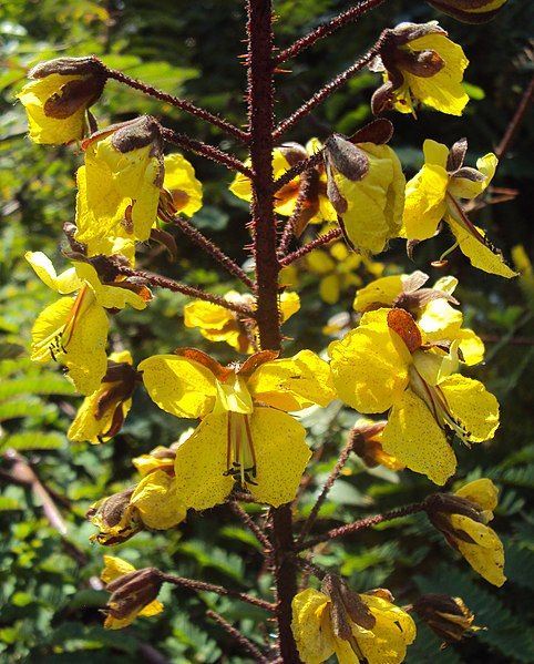 File:Caesalpinia mimosoides 02.JPG