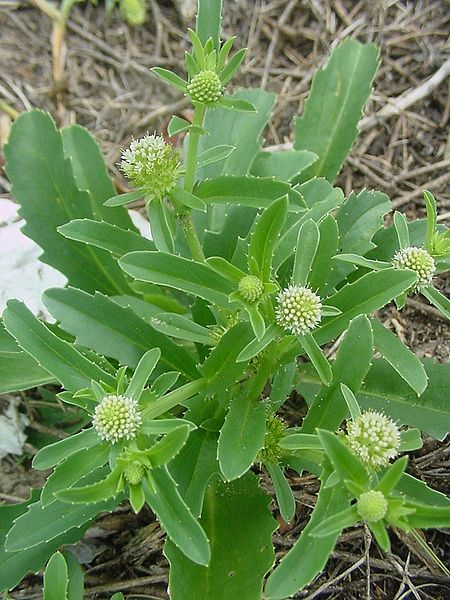 File:Calycera crassifolia 1.jpg