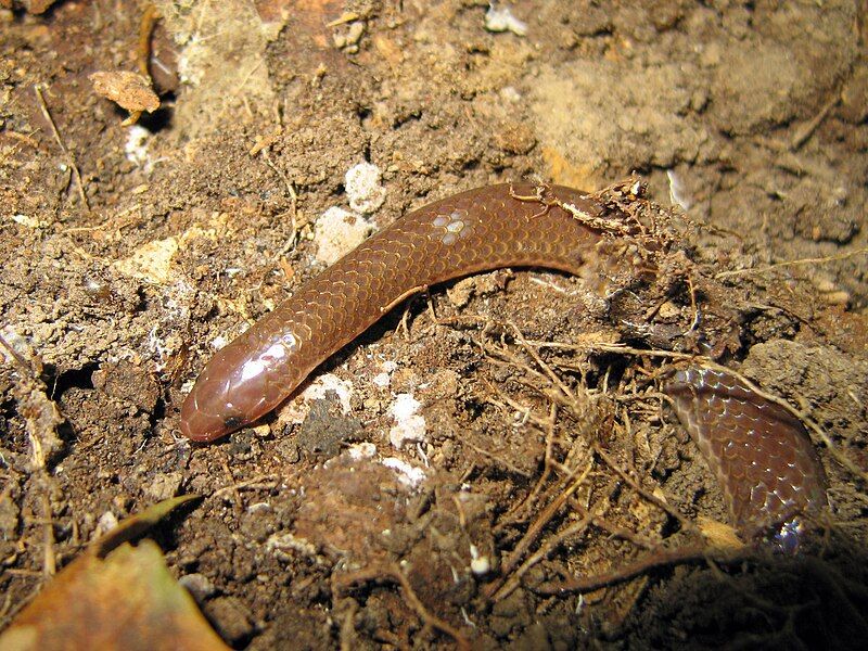 File:Carphophis amoenus amoenus.jpg