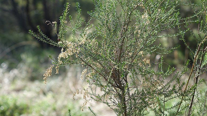 File:Cassinia sifton habit.jpg