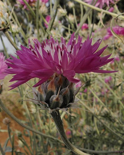 File:Centaurea crocodylium.JPG