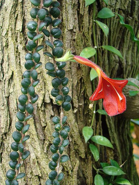 File:Columnea microphylla (14604475109).jpg