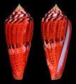 Conus granulatus Linnaeus, C., 1758