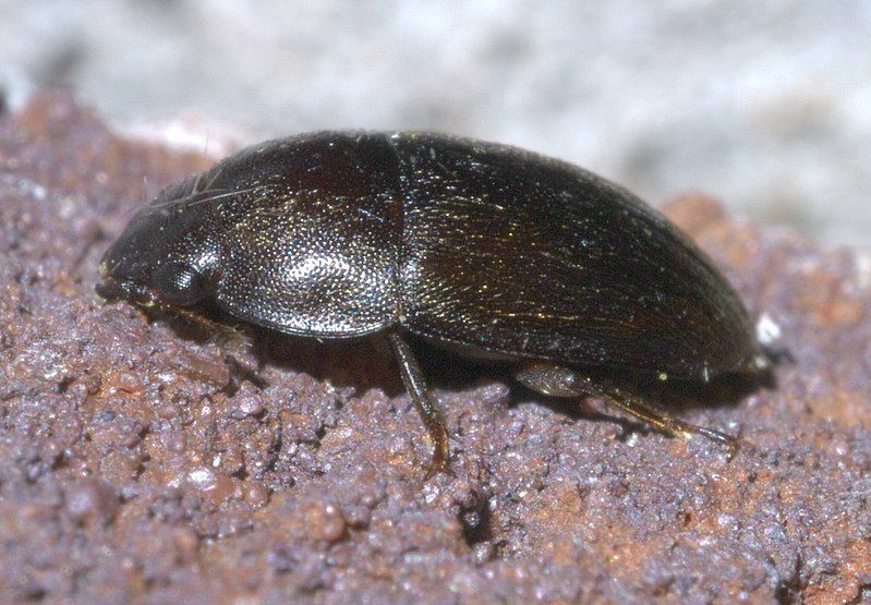 File:Cryptarcha ampla P1640954a.jpg