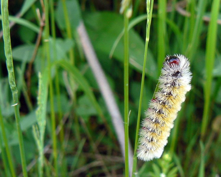 File:Ctenucha virginica Caterpillar.jpg