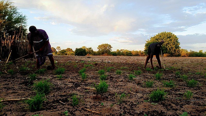 File:Cultivating mahangu.jpg