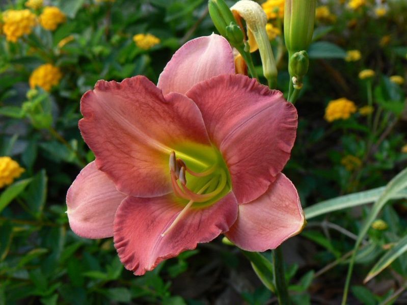 File:Daylily-best-kept-secret.JPG