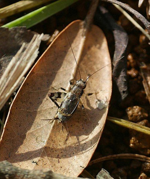 File:Dianemobius nigrofasciatus madarasuzu13.jpg