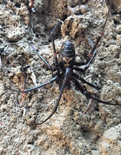 File:Dolloff Cave Spider.jpg