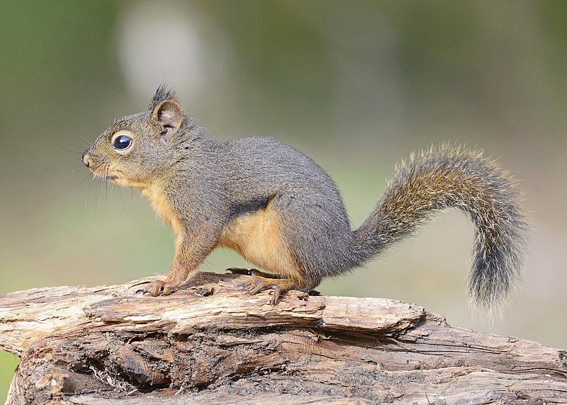 File:Douglas Squirrel DSC3742vvc.jpg