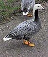 Emperor Goose, Chen canagica