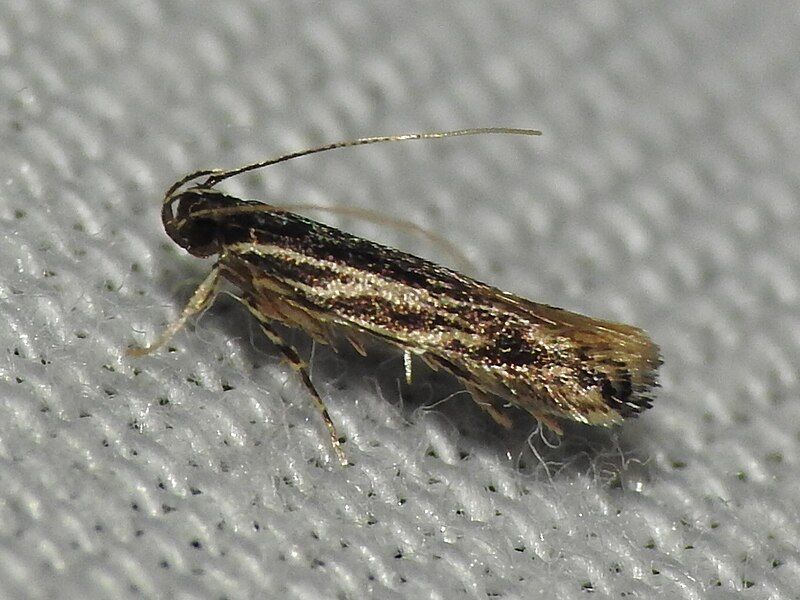 File:Eralea albalineella.jpg