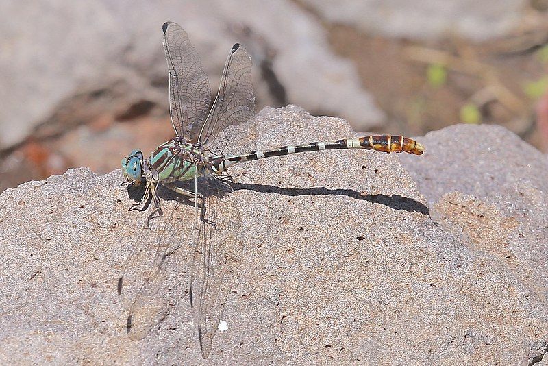 File:Erpetogomphus lampropeltis 3014111.jpg