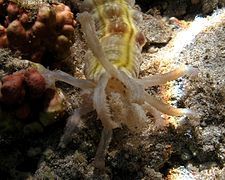 The mouth of Euapta godeffroyi, showing pinnate tentacles.