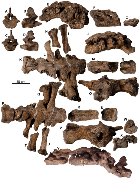 File:Europelta sacrum.png