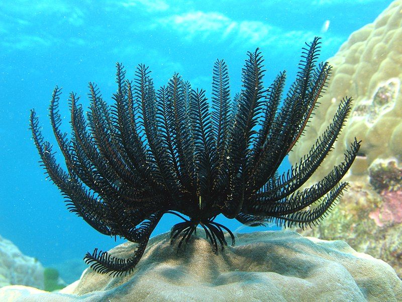 File:Feather Star 1.jpg