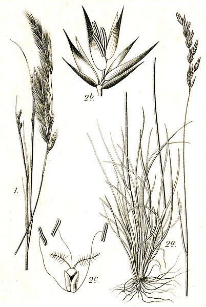 File:Festuca spp Sturm42.jpg