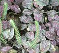 Nerve plant, Silver net plant, Silver fittonia, Silver nerve, Silver threads