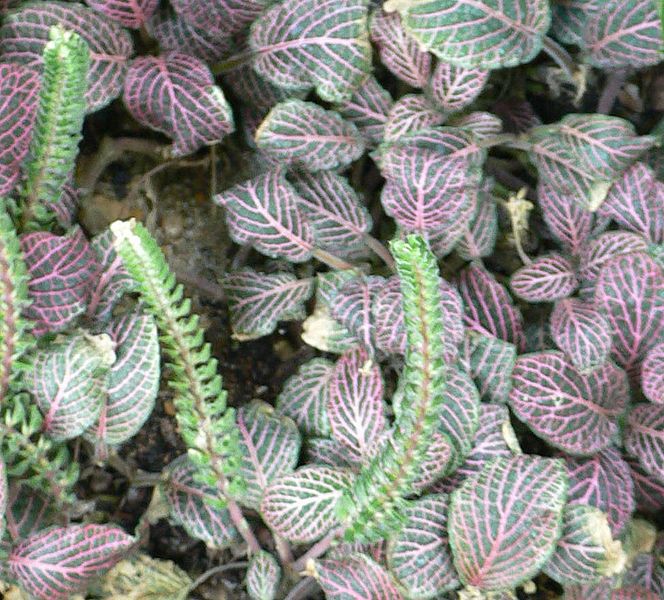 File:Fittonia albivenis.jpg