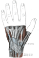 The mucous sheaths of the tendons on the back of the wrist. (Abductor pollicis longus and brevis visible at center right, going into thumb.)