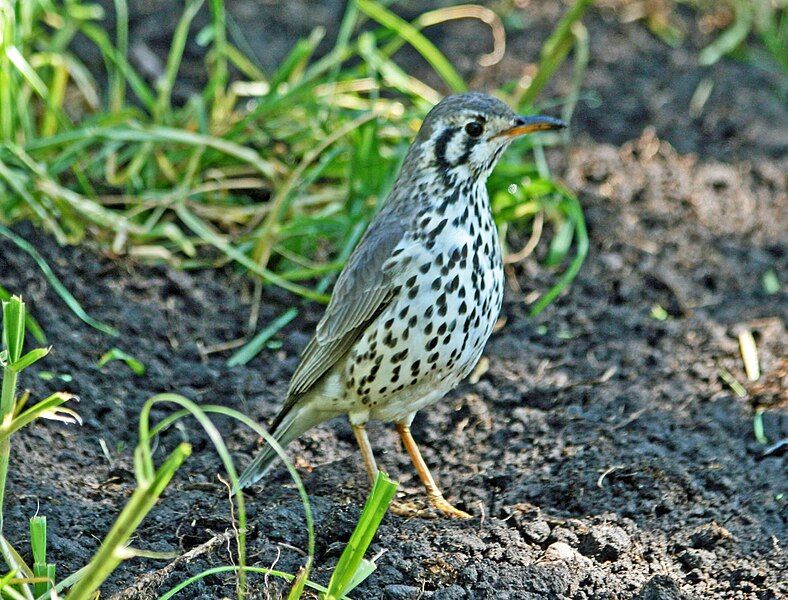 File:Groundscraper Thrush SMTC2.jpg