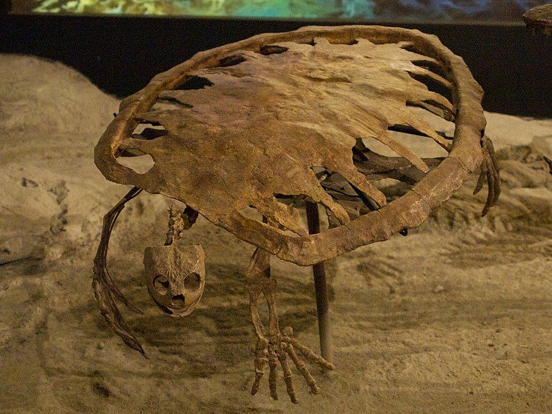 File:HMNS turtle.jpg