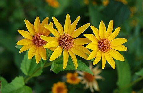 Heliopsis helianthoides, by Joaquim Alves Gaspar