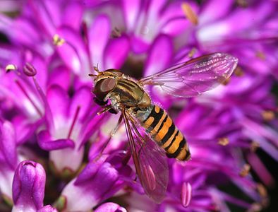 Episyrphus balteatus, by Alvesgaspar