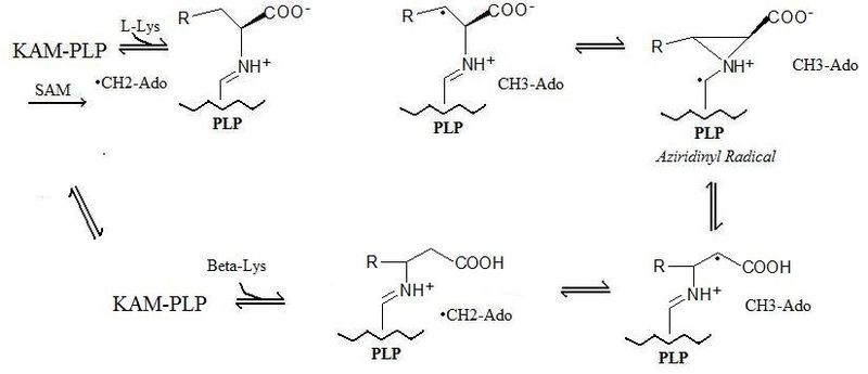 File:KAM Mechanism.jpg