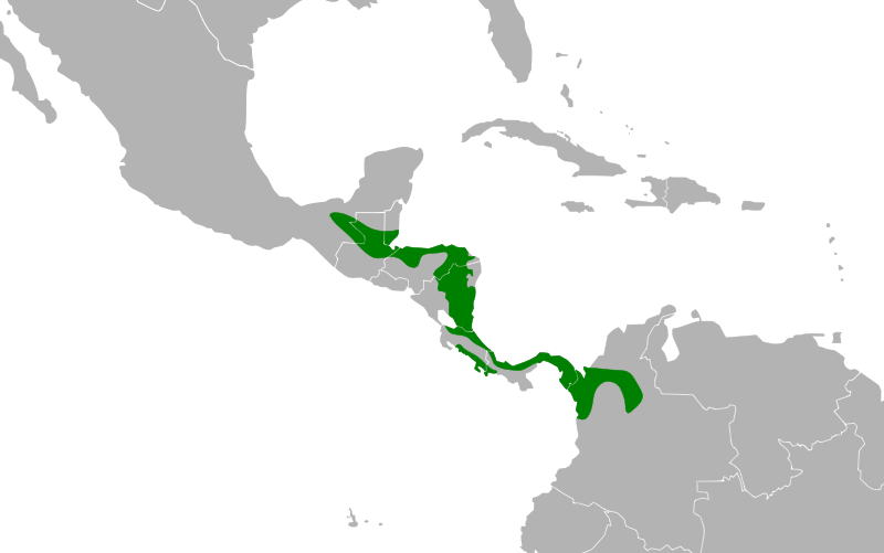 File:Leptotila cassinii map.svg