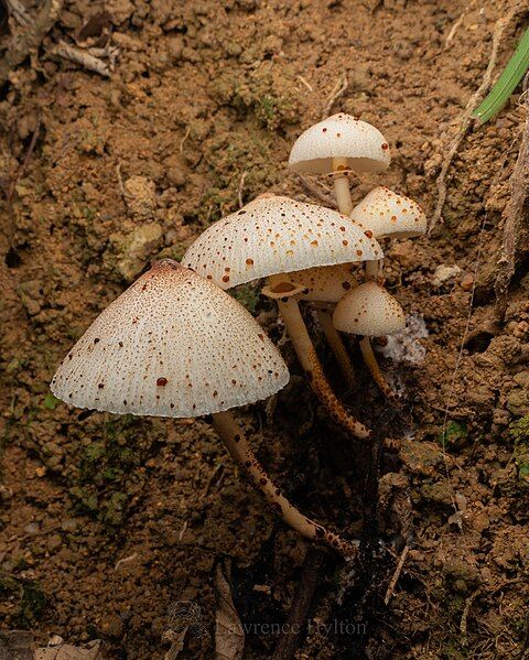 File:Leucoagaricus lacrymans.jpg