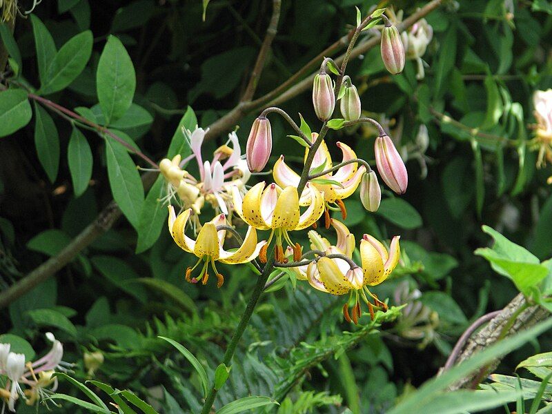 File:Lilium 'Mrs R.O.Backhouse'.jpg