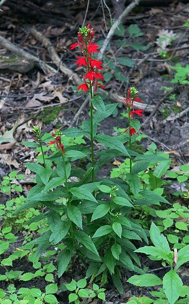 File:Lobelia cardinalis habit.jpg