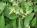 Lonicera xylosteum