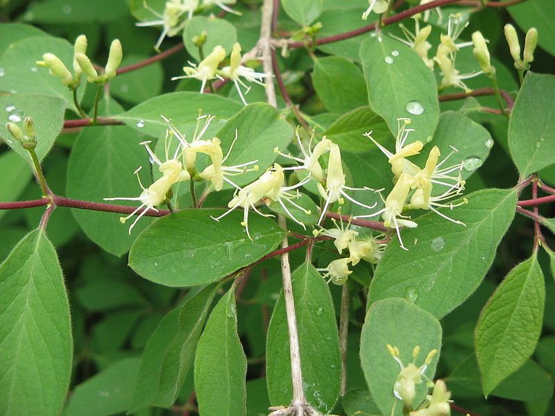 File:Lonicera xylosteum01.jpg