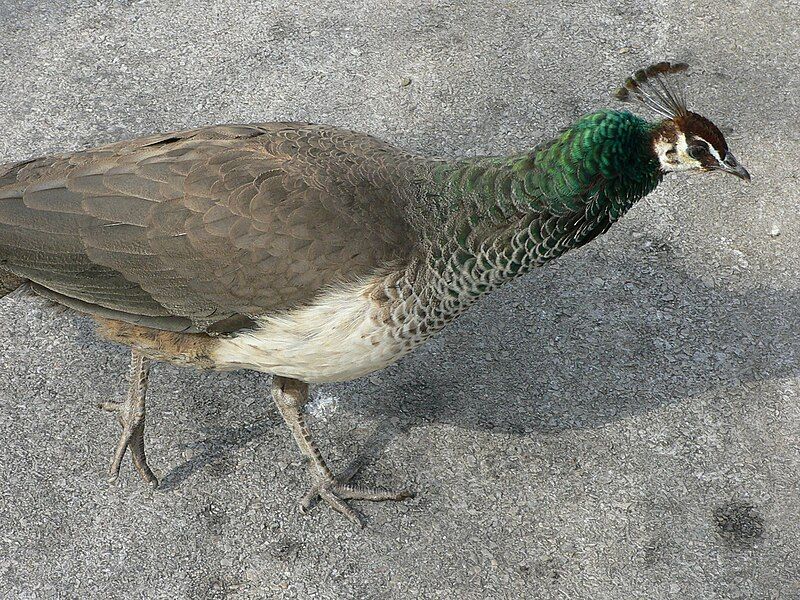 File:MP-Pavo cristatus 11.jpg