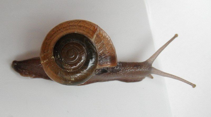 File:Macrochlamys amboinensis 5.jpg