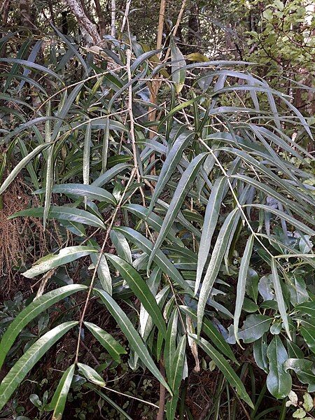 File:Mida salicifolia 205024872.jpg