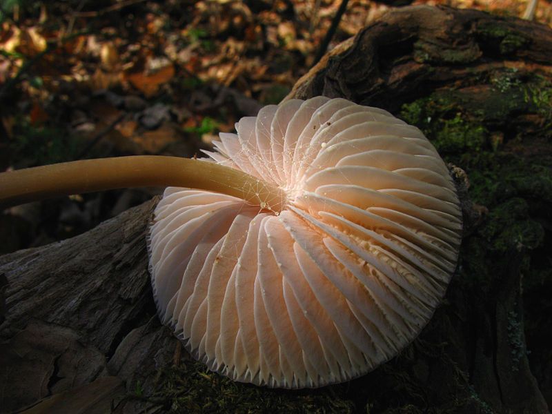 File:Mycena galericulata 63380.jpg