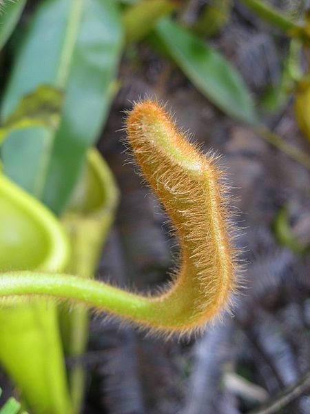 File:Nepenthes chaniana 5.jpg