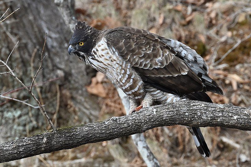 File:Nisaetus nipalensis 182186101.jpg