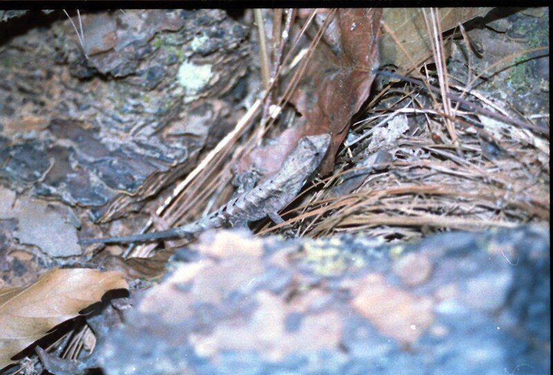 File:Norops tropidonotus.jpg