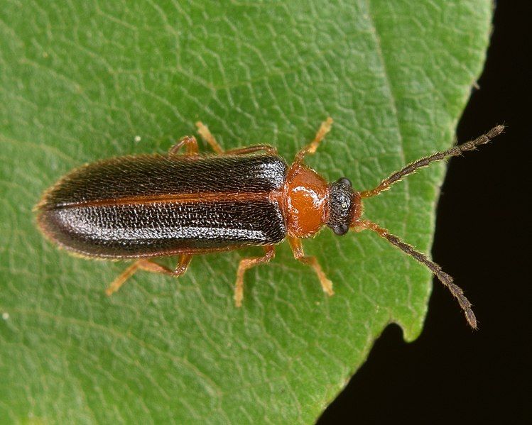 File:Omethes marginatus 60783688.jpg