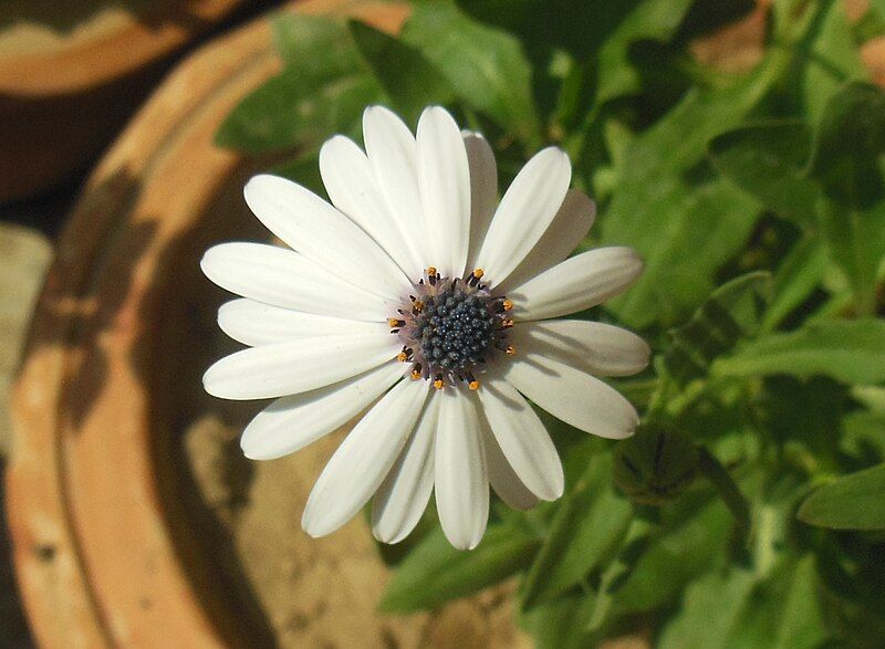 File:Osteospermum barberiae CapeDaisy.jpg