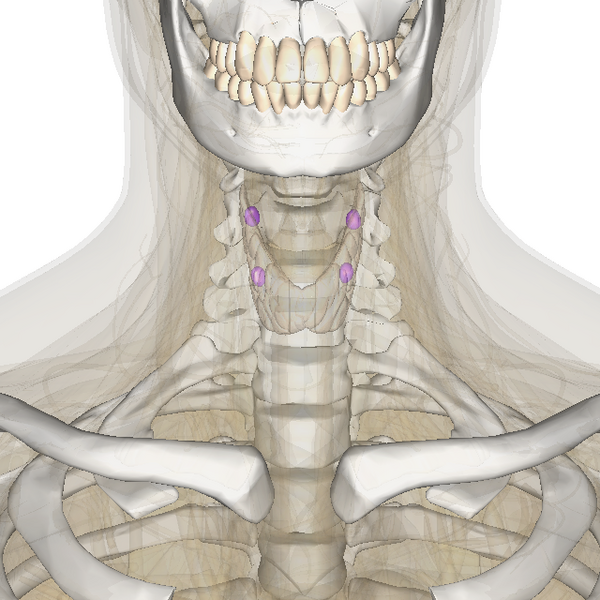 File:Parathyroid.png