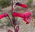 Flowers of Penstemon utahensis