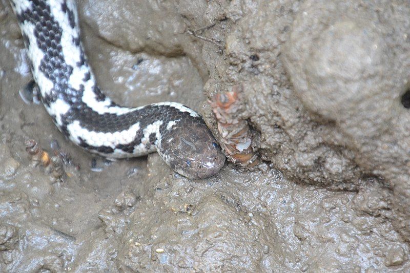 File:Pied Mangrove Snake.JPG