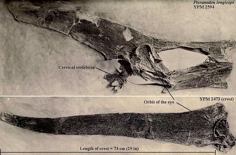 File:Pteranodon longiceps skulls.jpg